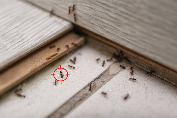 Best Pest Inspection Near Me  in Nahunta, GA