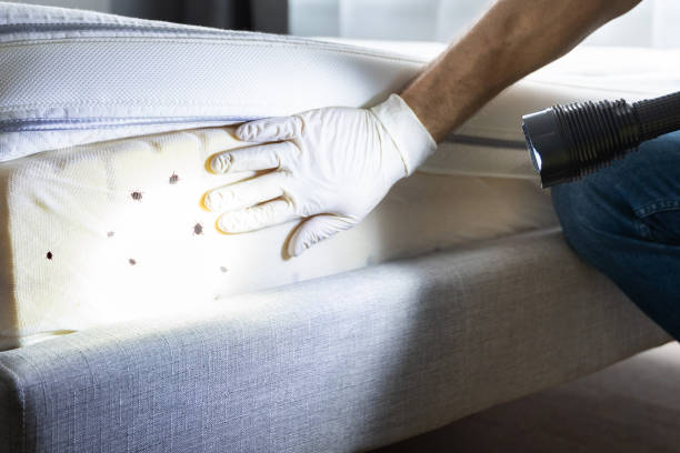 Reliable Nahunta, GA Pest Control Solutions